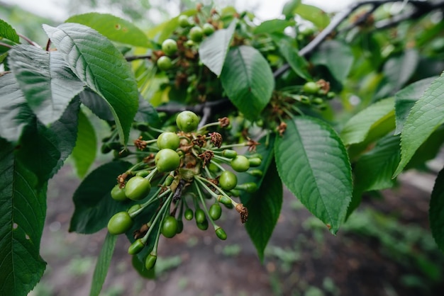 Grandes cachos de close-up de cerejas verdes em uma árvore no jardim. Colheita de deliciosas cerejas.