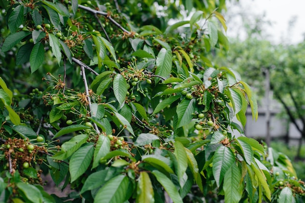 Grandes cachos de close-up de cerejas verdes em uma árvore no jardim. Colheita de deliciosas cerejas.