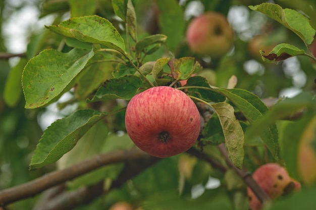 Grandes cachos de maçãs maduras penduradas em um ramo em um galho de árvore na luz natural do pomar de maçãs