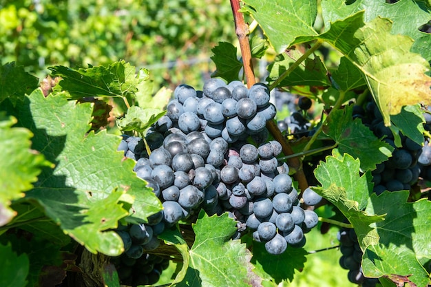 Grandes cachos de uvas de vinho vermelho na vinha