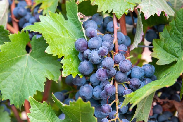 Grandes cachos de uvas para vinho tinto no vinhedo