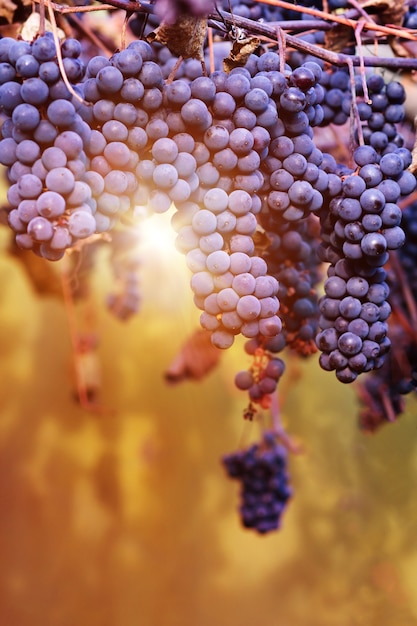 Grandes cachos de uvas para vinho tinto pendem de uma videira, com uma cor de fundo quente.