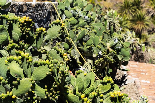 Grandes cactos com frutas na ilha de tenerife. ilhas canárias, espanha