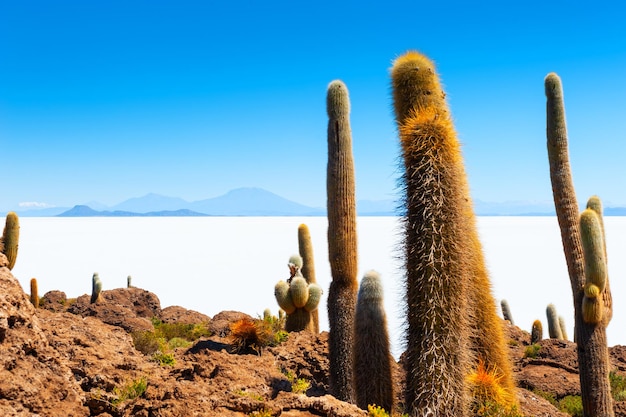 Grandes cactos verdes na ilha Incahuasi, planície de sal Salar de Uyuni, Altiplano, Bolívia. Paisagens da américa do sul