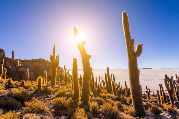 Grandes cactus en la isla Incahuasi salar Salar de Uyuni Altiplano Bolivia