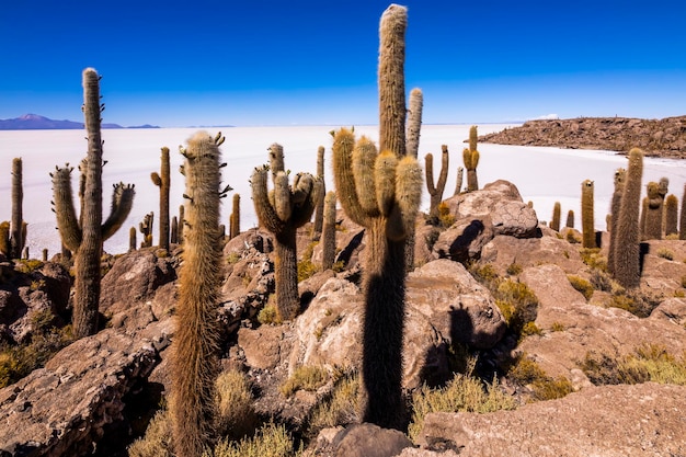 Grandes cactus en la isla Incahuasi salar Salar de Uyuni Altiplano Bolivia