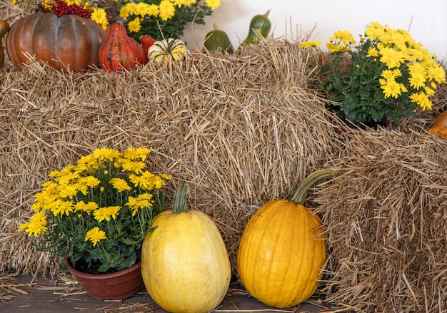 Grandes calabazas entre paja y flores, estilo rústico, cosecha de otoño.