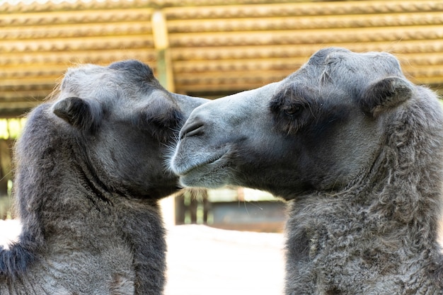 Grandes camellos en el zoológico de Ucrania, la vida silvestre.