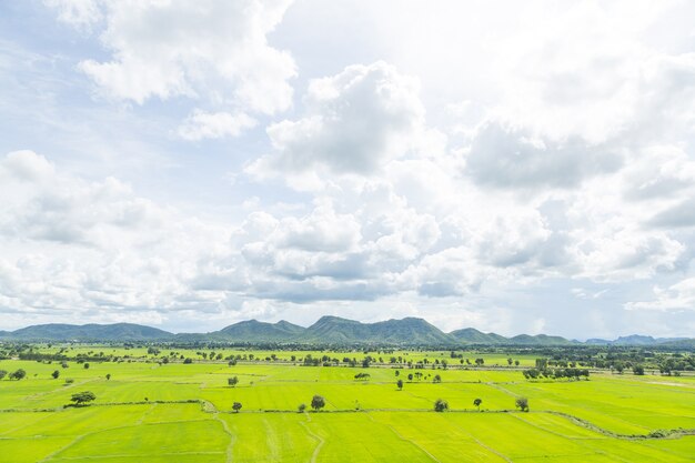 Grandes campos de arroz