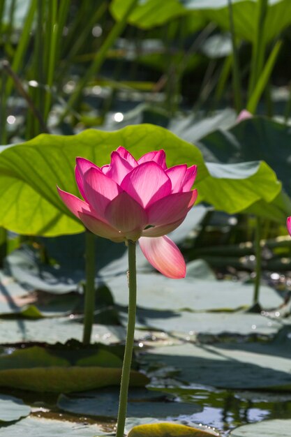 Grandes campos de loto en el delta del Volga