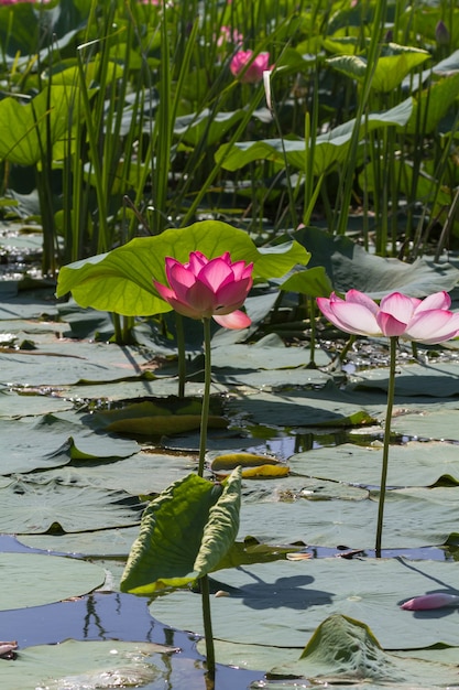 Grandes campos de loto en el delta del Volga