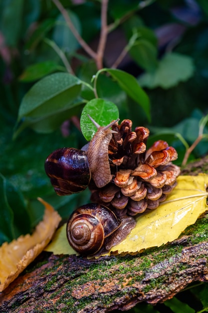 Grandes caracoles arrastrándose por la corteza de un árbol.