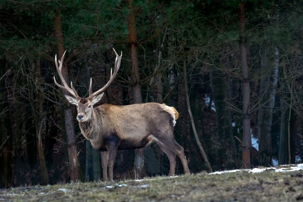 Grandes ciervos en el bosque