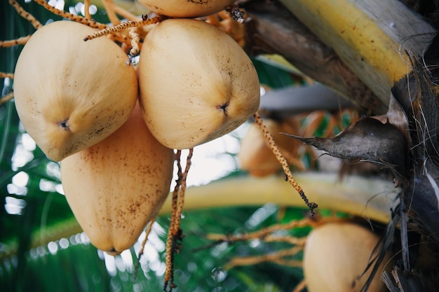 grandes cocos amarillos cuelgan de una rama