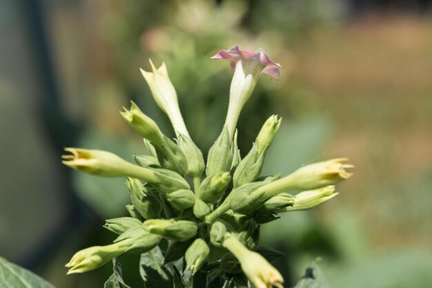 Grandes colheitas de folhas de tabaco crescendo no campo de plantação de tabaco Muitas delicadas flores cor-de-rosa da planta de nicotina