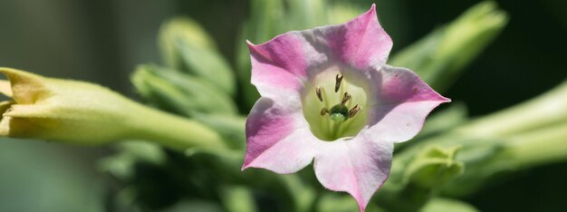 Grandes colheitas de folhas de tabaco crescendo no campo de plantação de tabaco Muitas delicadas flores cor-de-rosa da planta de nicotina