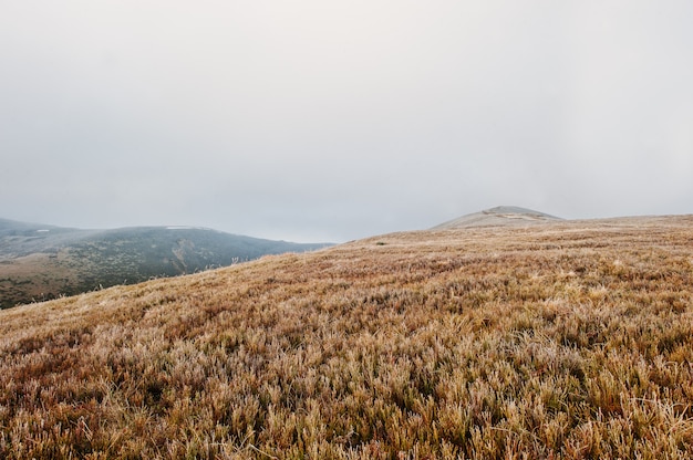 Grandes colinas en la mañana congelada en la niebla en las montañas de los Cárpatos