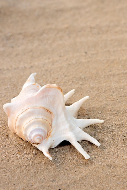 Grandes conchas do mar estão na areia amarela, dia ensolarado, espaço para texto, espaço de cópia