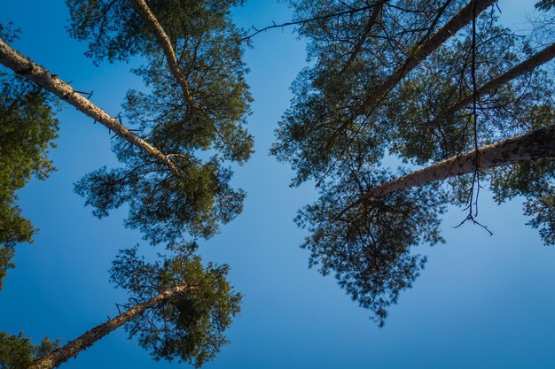 Grandes copas de los árboles de pino sobre el cielo azul claro