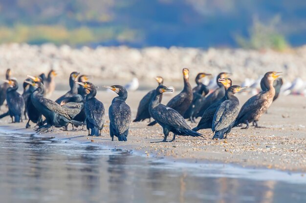 Grandes cormoranes descansando en una costa de arena (Phalacrocorax carbo)