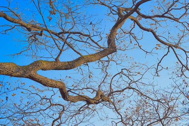 Grandes curvas abstratas de ramos de carvalho velho sem folhas na perspectiva do céu azul