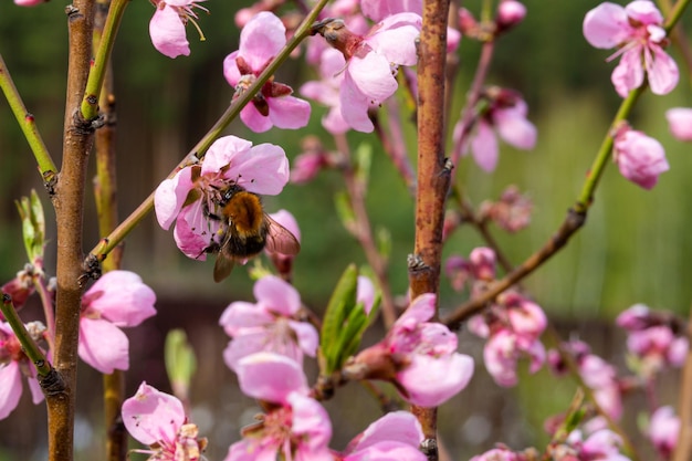 Grandes delicadas e lindas flores de sakura rosa saturadas