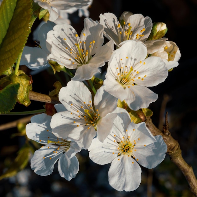 Grandes y delicadas flores de cerezo blancas saturadas hermosas