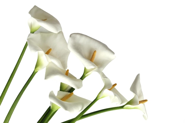 Grandes flores de alcatraces blancas impecables Zantedeschia aethiopica