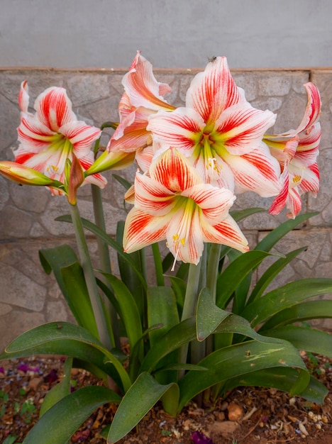 Grandes flores Amaryllis en un lecho de flores en Grecia