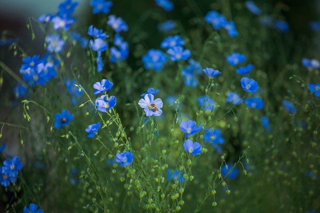 Foto grandes flores azuis do jardim linum perenne, linho perene, linho azul ou fiapos contra o sol. linho decorativo na decoração da horta.