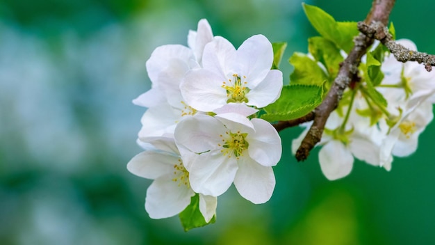 Grandes flores blancas de un manzano en el jardín en una rama sobre un fondo verde