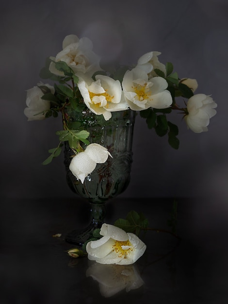Grandes flores blancas de rosa mosqueta en un vaso sobre un fondo oscuro. Copie el espacio.
