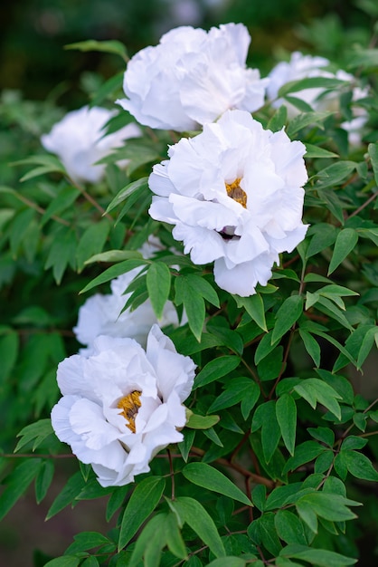 Grandes flores brancas de peônias de árvores na primavera