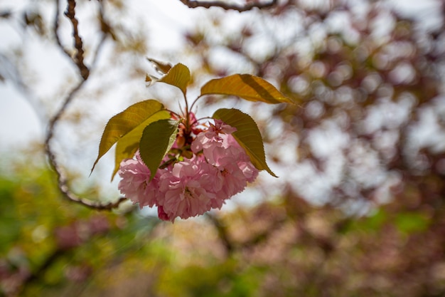 Grandes flores de cerezo están en plena floración