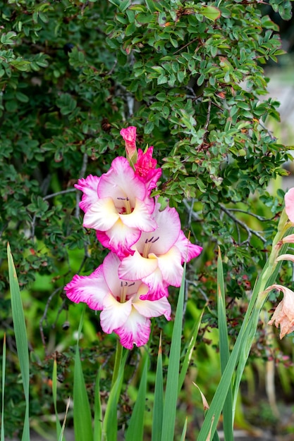 Grandes flores cor de rosa no fundo da grama e folhas