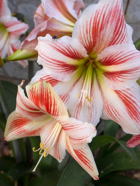 Grandes flores de amaryllis em um canteiro de flores na grécia