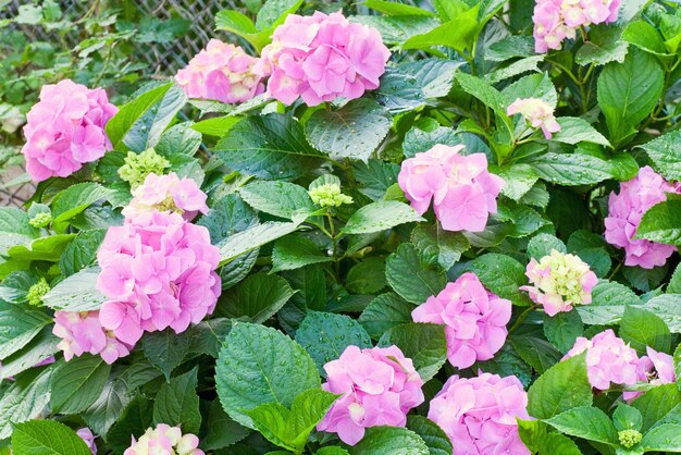 Grandes flores de hortênsia rosa - flor de verão de agosto com orvalho (close-up).