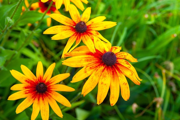 Grandes flores de laranja rudbeckia Flor brilhante de lindas flores de laranja rudbeckia Blackeyed Susan