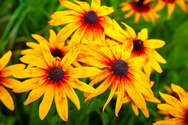 Grandes flores de laranja rudbeckia Flores desabrochando de laranja rudbeckia Flor de Blackeyed Susan