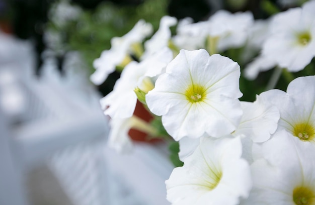 Grandes flores de petúnia urbanas brancas