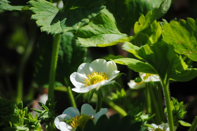 Grandes flores de fresa primavera