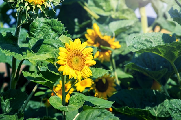 Grandes flores de girasol amarillas en el campo en un día soleado