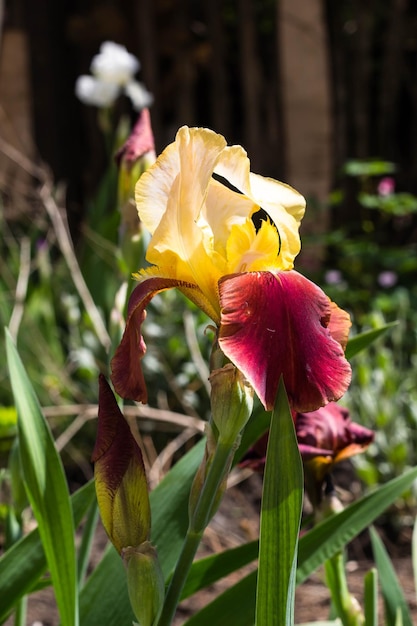 Grandes flores íris