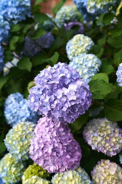 Grandes flores multicolores en un primer plano de arbusto de hortensias