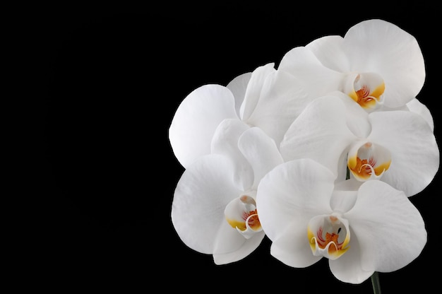 Grandes flores de orquídeas blancas detalladas sobre un fondo negro