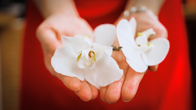 Grandes flores de orquídeas blancas en palmas femeninas