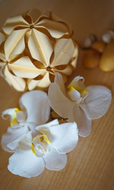 Grandes flores de orquídeas blancas sobre un fondo marrón