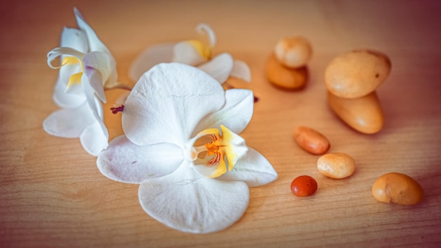 Grandes flores de orquídeas blancas sobre un fondo marrón