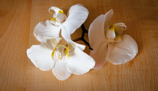 Grandes flores de orquídeas blancas sobre un fondo marrón