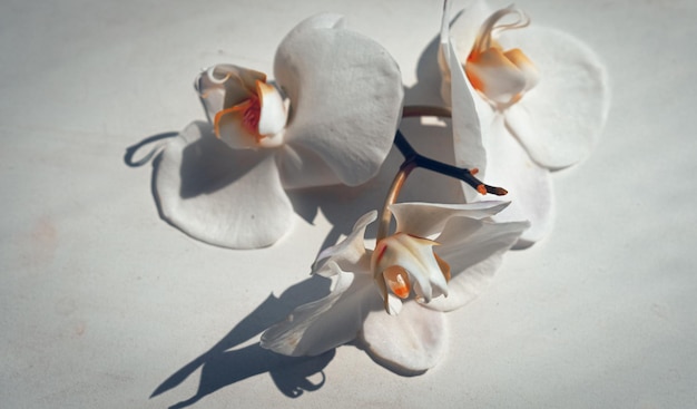 Grandes flores de orquídeas blancas sobre un fondo marrón
